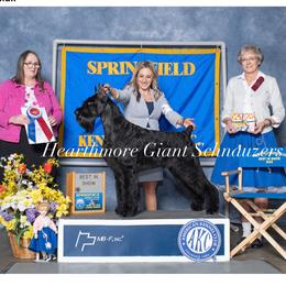 Giant Schnauzer All Grown Up from Hearthmore Giant Schnauzers