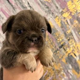 Anatoliy (Tolic) - Blue male French Bulldog puppy in Chesnee, South Carolina from Michael & Raisa