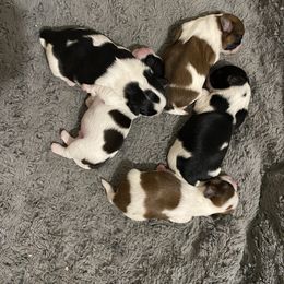 Cavalier King Charles Spaniels and Shih Tzus from Glen Swallow