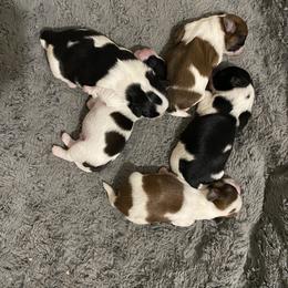Cavalier King Charles Spaniels and Shih Tzus from Glen Swallow