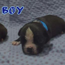 Blue - Black and white male Boston Terrier puppy in Clinton Township, Michigan from Greenberg's Boston Terriers & Bullies of Metro Detroit