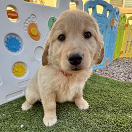 Brigit - Female - Golden female Golden Retriever puppy in Peoria, Arizona from Dani’s Dawgs