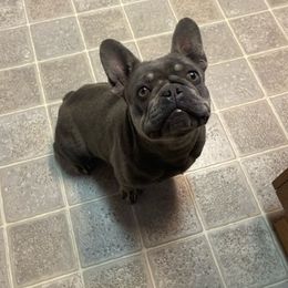 RiRi - French Bulldog