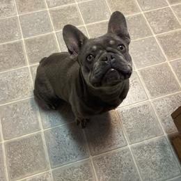RiRi - French Bulldog