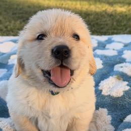 Team USA - Blue collar - Golden male Golden Retriever puppy in Meriden, Kansas from Sunkissed Retrievers
