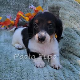 AKC Sprite - Black and tan female Dachshund puppy in Texarkana, Arkansas from Pasta Pups Miniature Dachshunds