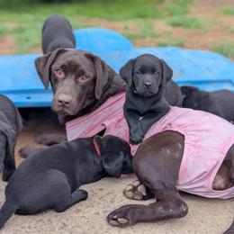 Labrador Retriever Puppies from Puzzles Labradors