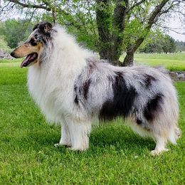 Collies from Northern Classic Collies