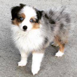 Toy Australian Shepherds from East Lake Aussies