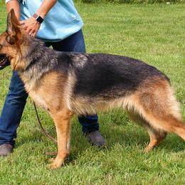 Tunder - German Shepherd