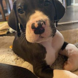 Great Dane Puppies from Galactic Danes
