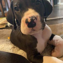 Great Dane Puppies from Galactic Danes