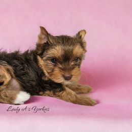 Yorkshire Terrier Puppies from Lady A's Yorkies