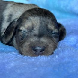 Boy 1 - Dapple male Dachshund puppy in Allenhurst, Georgia from B’s Dapper Dachshunds