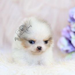 AKC Tinkerbelle “Tink” - Blue merle female Pomeranian puppy in Sacramento, California from My Precious Poms