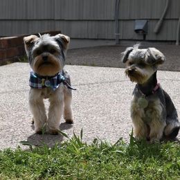 Cookie - Yorkshire Terrier