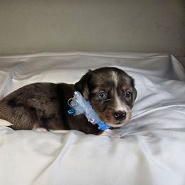 Girl 4 - Dapple female Dachshund puppy in Alvin, Texas from Cosson's Dachshunds of Alvin