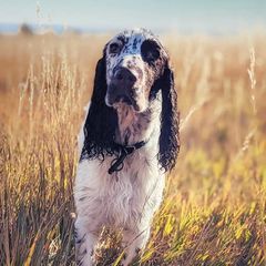 Field Spaniels from Triforza Field Spaniels