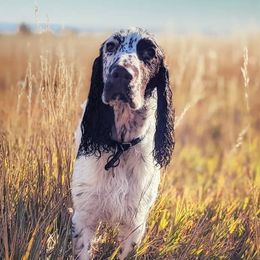 Field Spaniels from Triforza Field Spaniels
