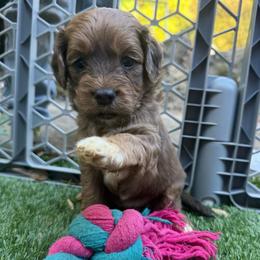 Effie - Brown and white female Cockapoo puppy in Williamston, South Carolina from Sassy Bob’s Dogs