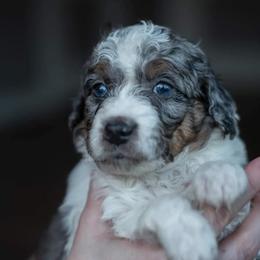 Bernedoodle Puppies from Autumn Vanskiver