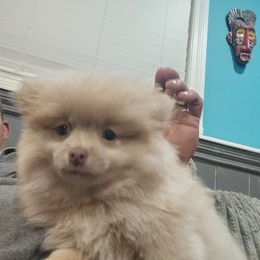 Copper - Orange female Pomeranian puppy in Littleton, Colorado from Blaylock's Pomeranian Puppies