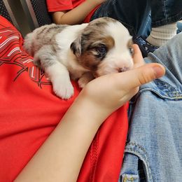 Miniature Australian Shepherd Puppies from Carter's Cuties