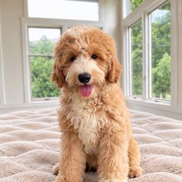 Cove - Cream male Goldendoodle puppy in North Royalton, Ohio from Johnson's Doodles