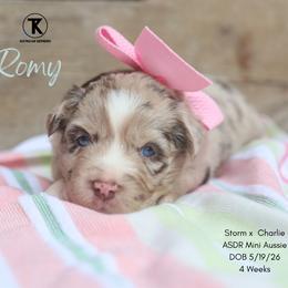 Liberty- Red Merle Female - Red merle female Miniature Australian Shepherd puppy in Nacogdoches, Texas from TK Standard, Mini, & Toy Aussies