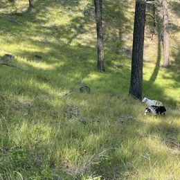 Australian Shepherd Puppies from DeVos Australian Shepherds
