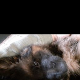 German Shepherd Puppies from Flussufer German Shepherds