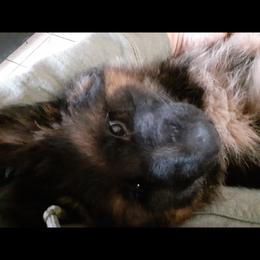 German Shepherd Puppies from Flussufer German Shepherds