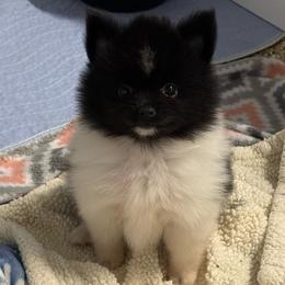 Shine - Black parti female Pomeranian puppy in San Jacinto, California from Savvypomeranians