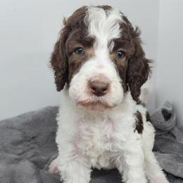 Violet - Parti female Poodle puppy in Dover, Delaware from Dogtastic Poodles