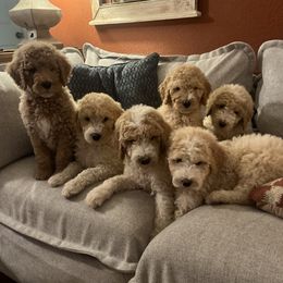 Goldendoodle puppies from Southeast Texas Goldendoodles