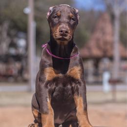 Girl Cropped and Ready to Go - Red and rust Doberman Pinscher puppy in South Carolina from GFDutton Retrievers & Dalla Grazia Dobermans