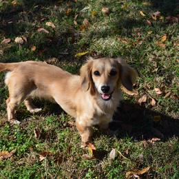 Daisy - Dachshund