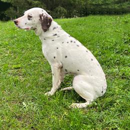 Kiara - White and liver brown female Dalmatian puppy in Sedalia, Missouri from Missouri Dalmatians