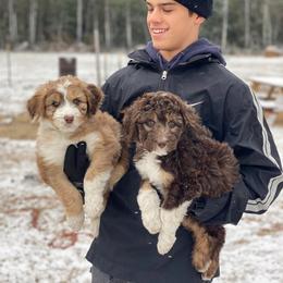 Aussiedoodle Puppies from Gore Doodle Ranch