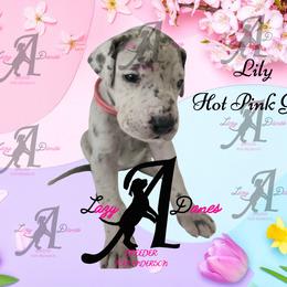 Lily Hot Pink Girl - Merle female Great Dane puppy in Longview, Texas from Lazy A Danes