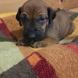 Boy 1 - Rd whtn blk nose male Rhodesian Ridgeback puppy in Gaffney, South Carolina from Circle D Farms
