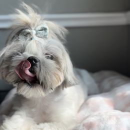 Maple - Shih Tzu