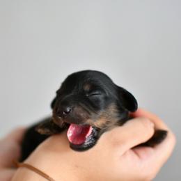 Pumpernickel - Black and tan male Dachshund puppy in Youngstown, Florida from Paradox Dachshunds