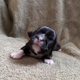 Martha - Red female Shih Tzu puppy in Sharon, Pennsylvania from Keystone Danes and Shih tzus