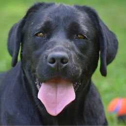 Labrador Retriever puppies from Hillstone Labradors