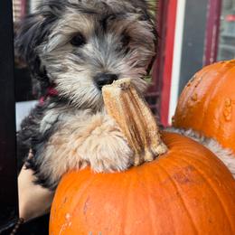 Yorkipoo Puppies from TheSocialk9