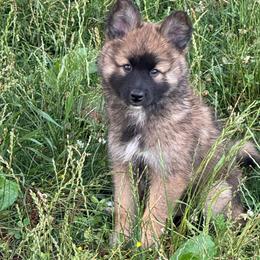 Nutmeg - female Nenets Herding Laika puppy in Rockville, Maryland from Skais the Limit