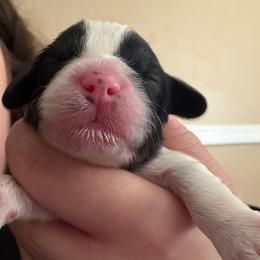 Valentine - Black and white male Cavapoo puppy in Auburn, California from Gold Country Doodles