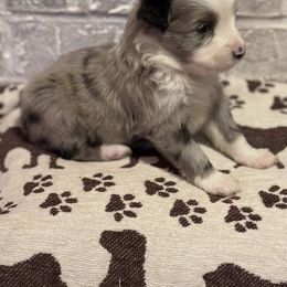Australian Shepherd Puppies from Blue Creek Farm