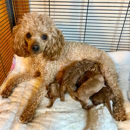 Honey - Poodle